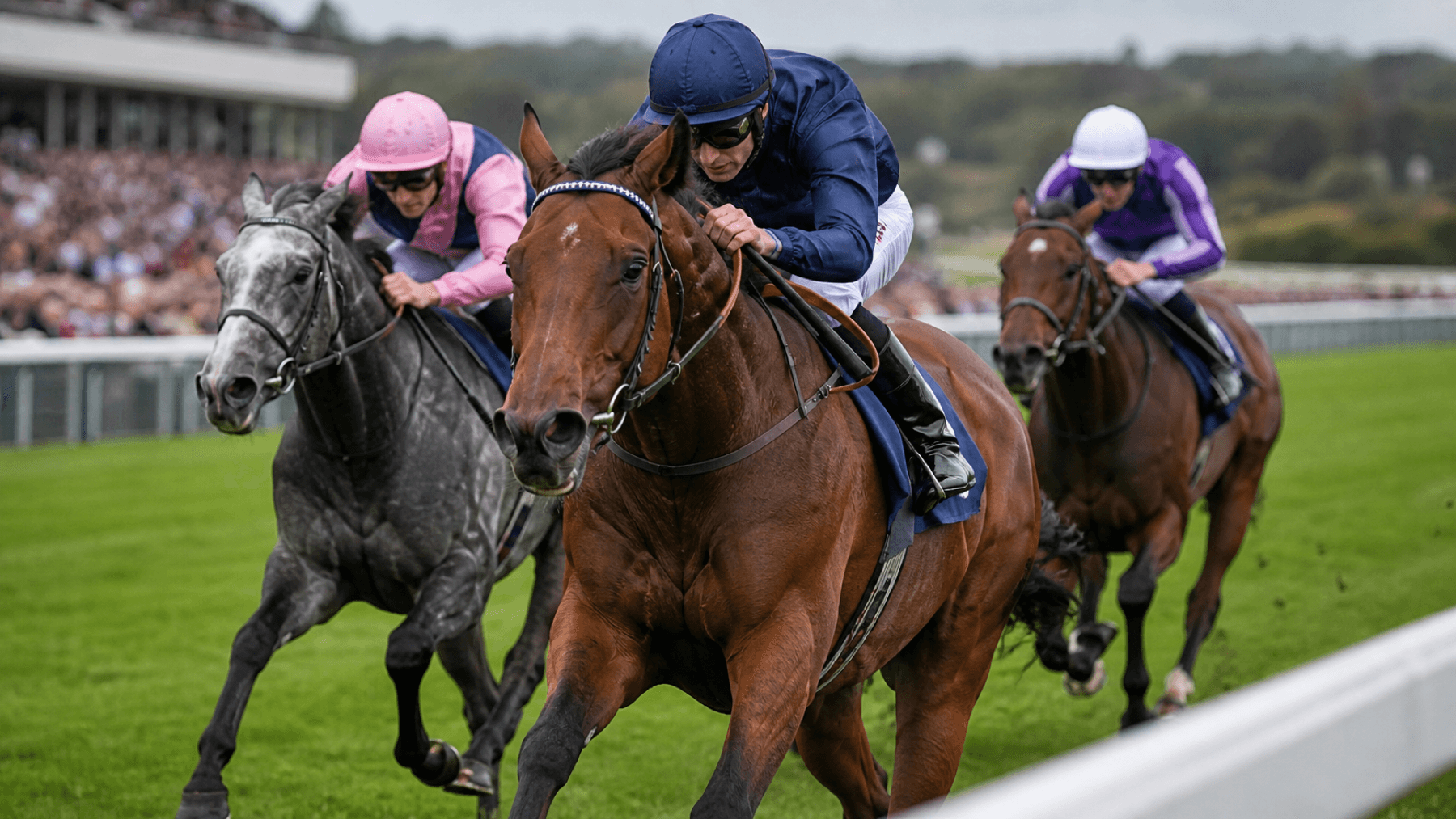Racehorses charging towards the finish line