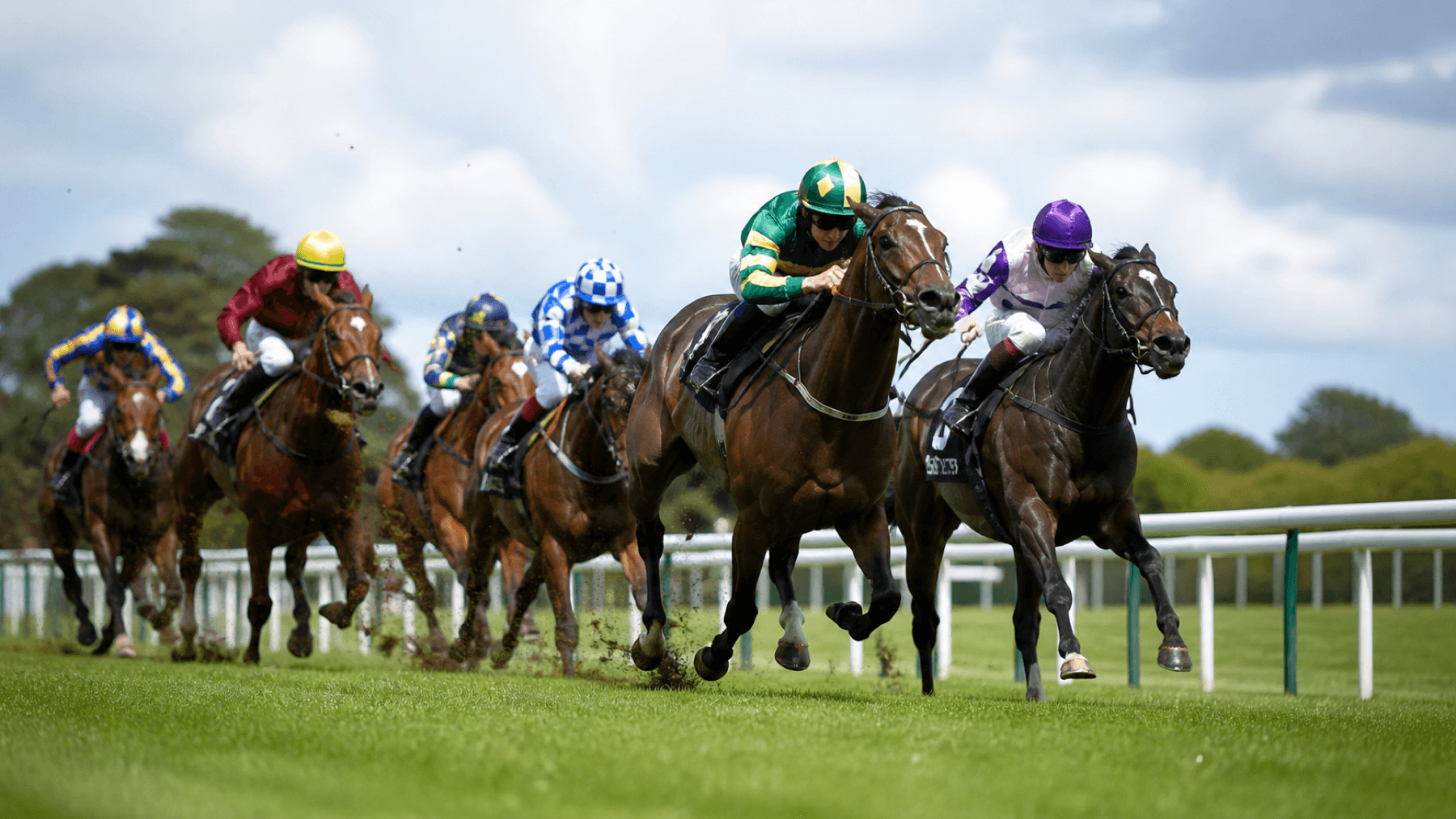 Horse racing field galloping on turf